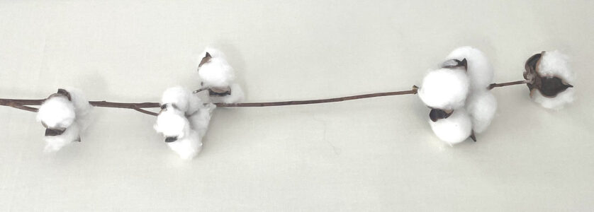 Branche de coton